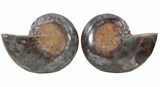Split Black/Orange Ammonite Pair - Anapuzosia? #55739-1